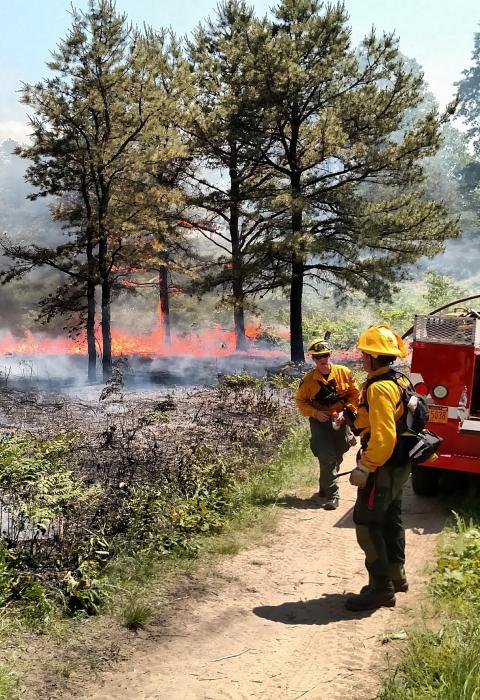 Prescribed burn at the Witch's Management Unit at the Albany Pine Bush Preserve