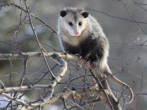 opposum