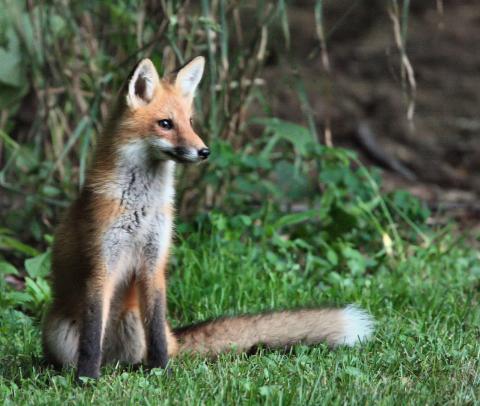 Red Fox