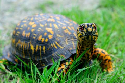 Box turtle in short green grass